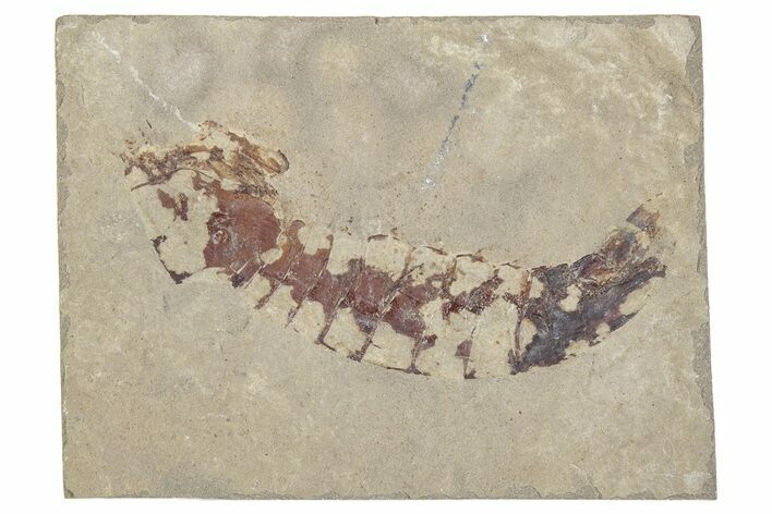 Mississippian Mantis Shrimp Fossil - Bear Gulch, Montana #315701